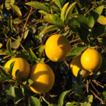 LEMON15