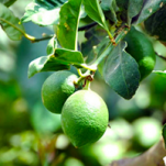 LIME15