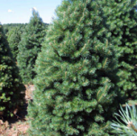 PINE15