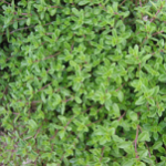 THYME15