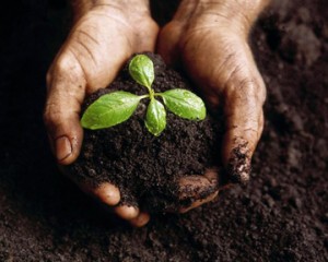 hands_in_compostsized