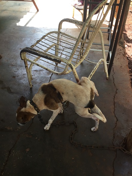犬がそこでうんこしっこ