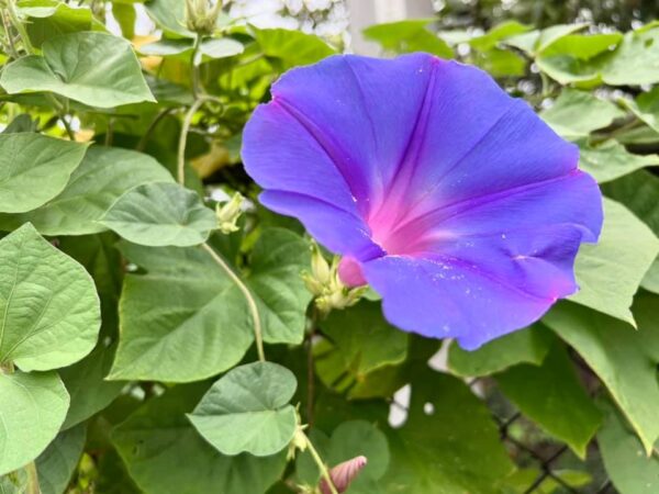 親ガチャ 親は自分で選べない アロマで感情解放 クリスタライズ